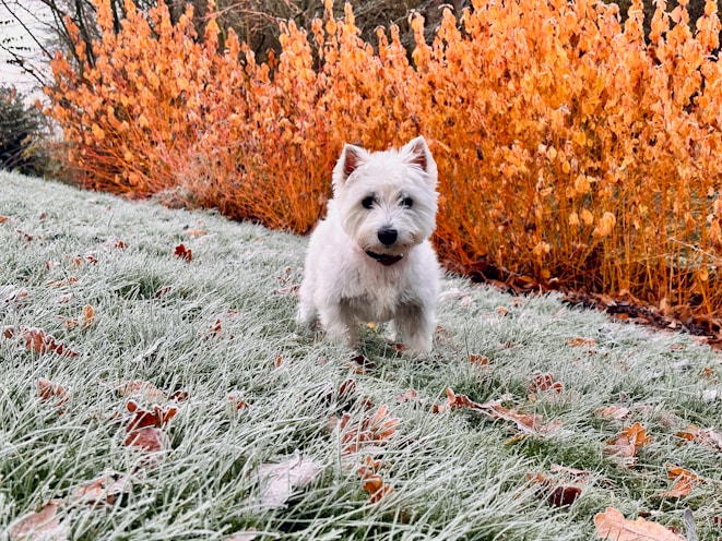 a small white dog standing on top of a grass covered field