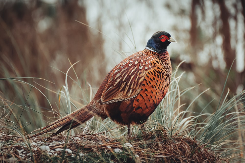 a bird standing on top of a grass covered field