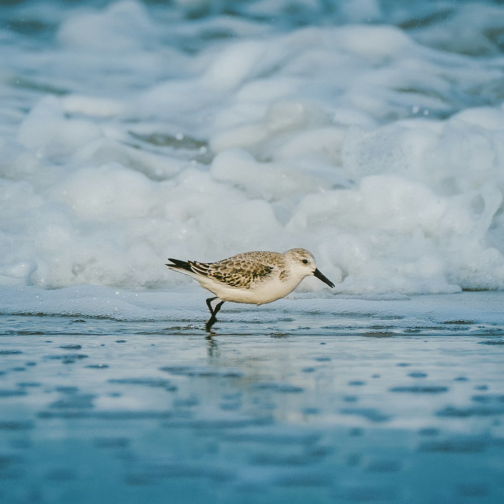 a small bird walking on the beach next to the ocean