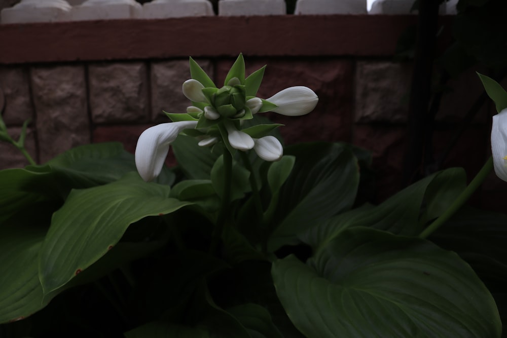 a close up of a flower near a brick wall