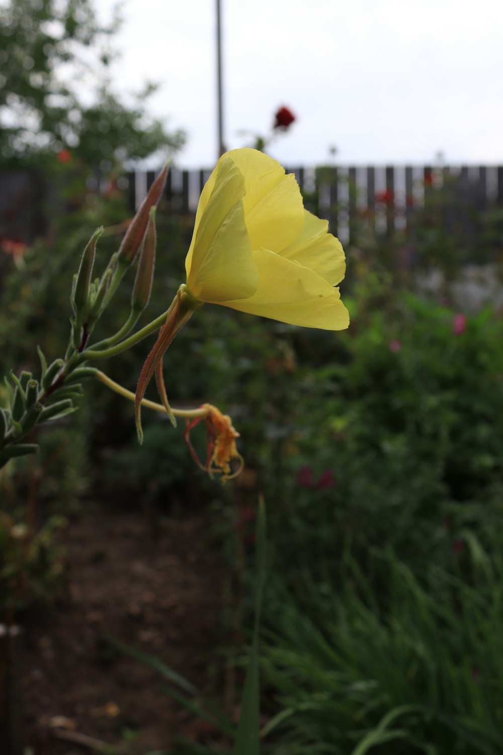 a single yellow flower in a garden