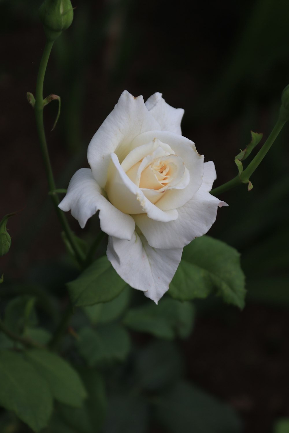 a white rose with green leaves in the background