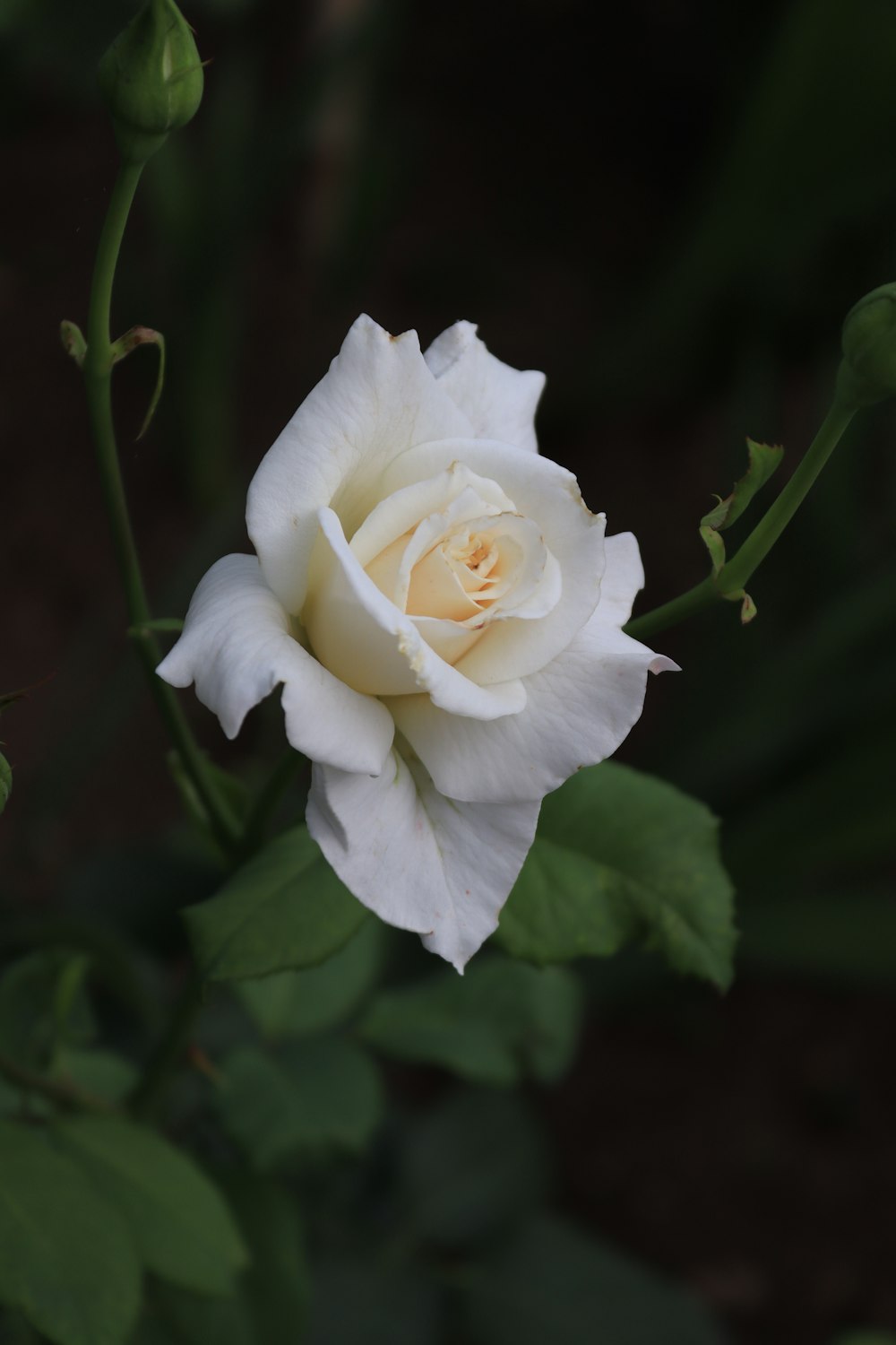 a white rose with green leaves in the background