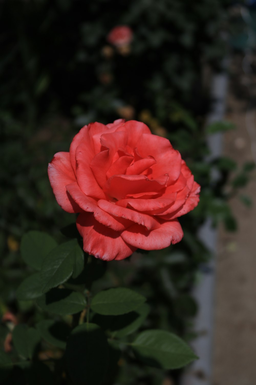 Una rosa roja está floreciendo en un jardín