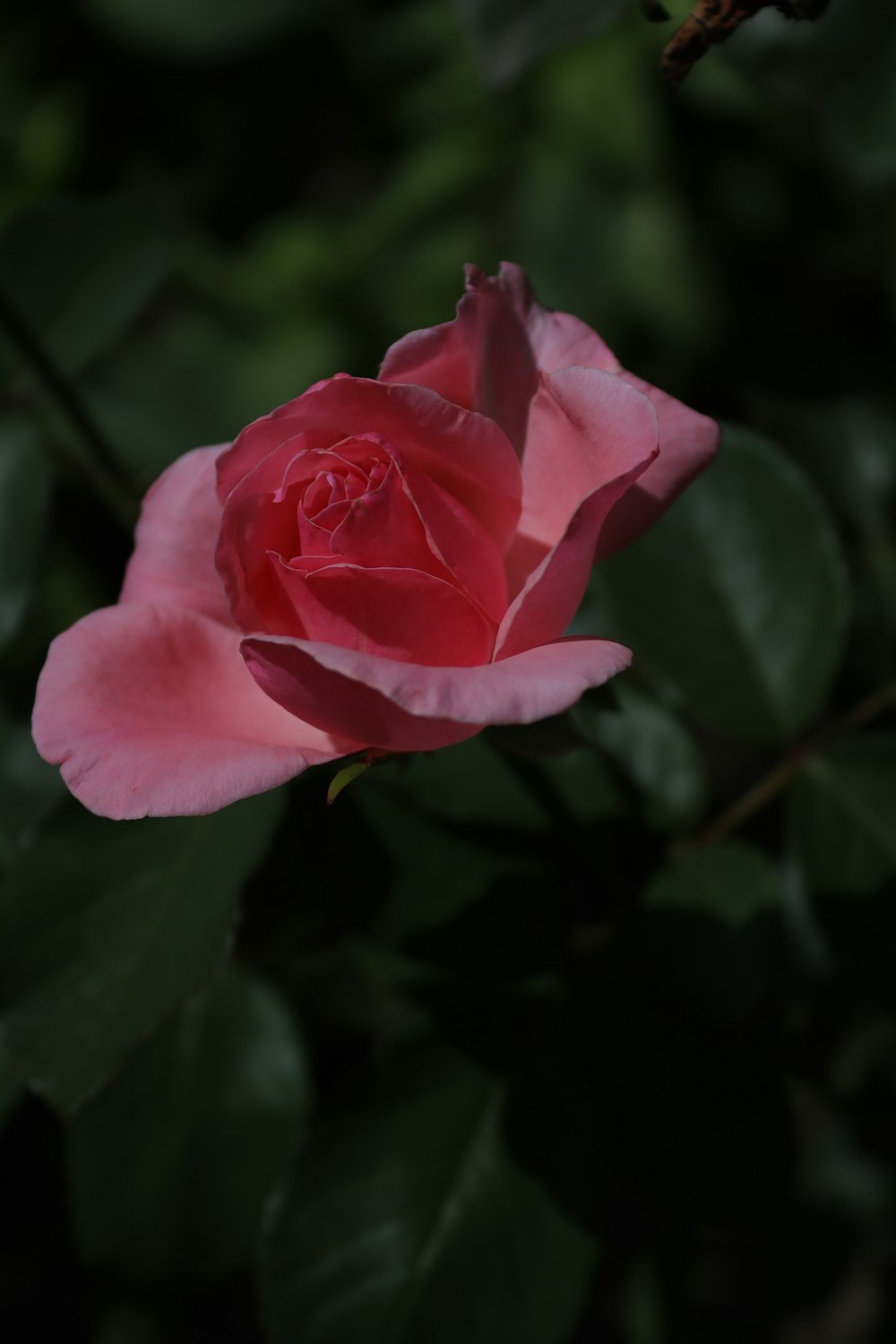 a pink rose with green leaves in the background