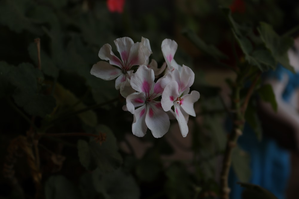 a close up of a flower with a blurry background