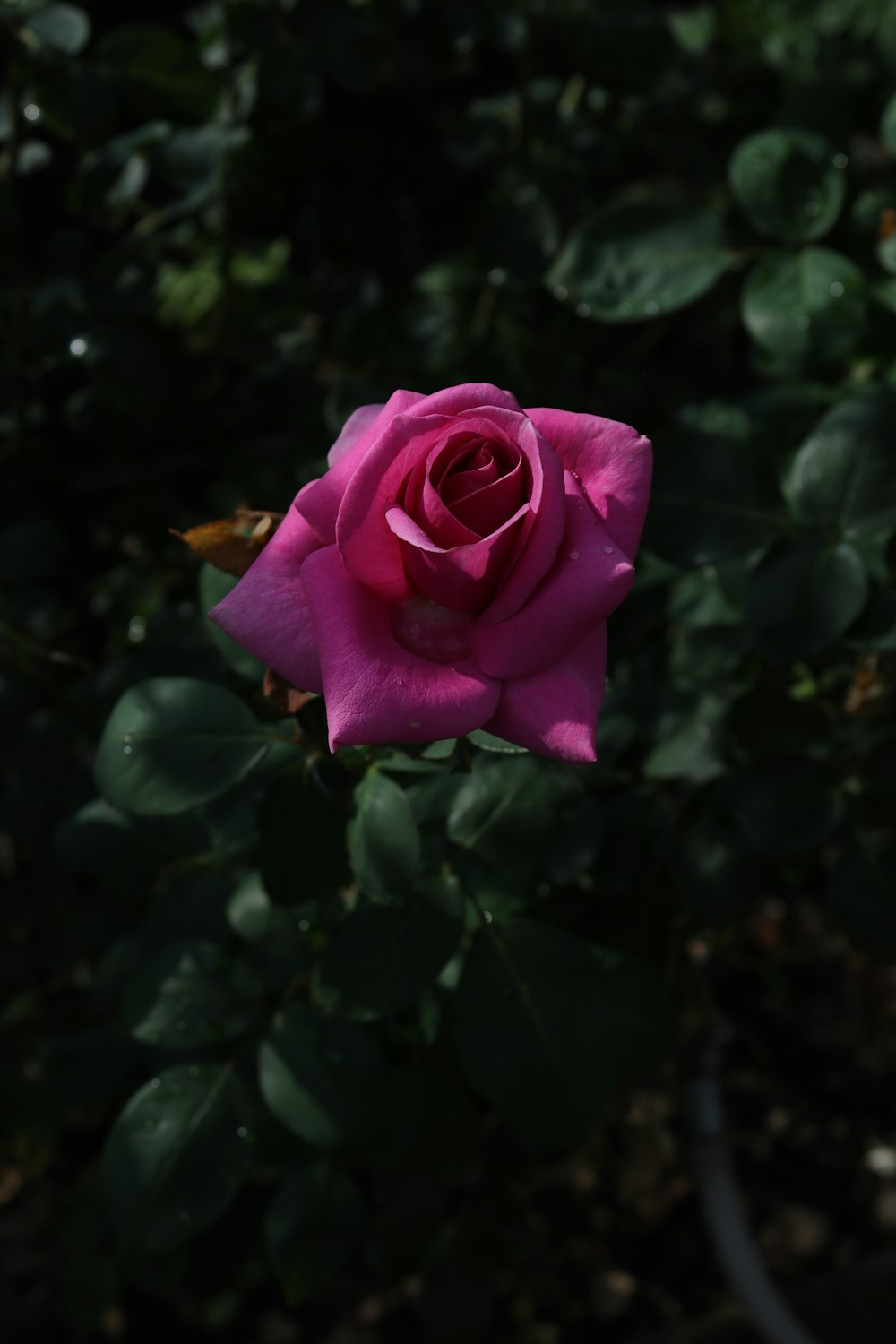 a pink rose is blooming in a garden