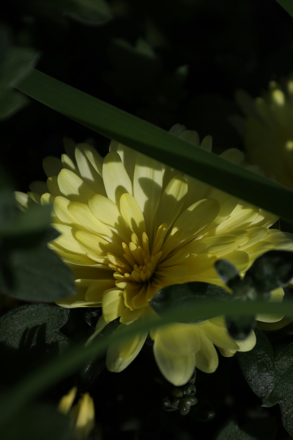 a close up of a yellow flower with green leaves