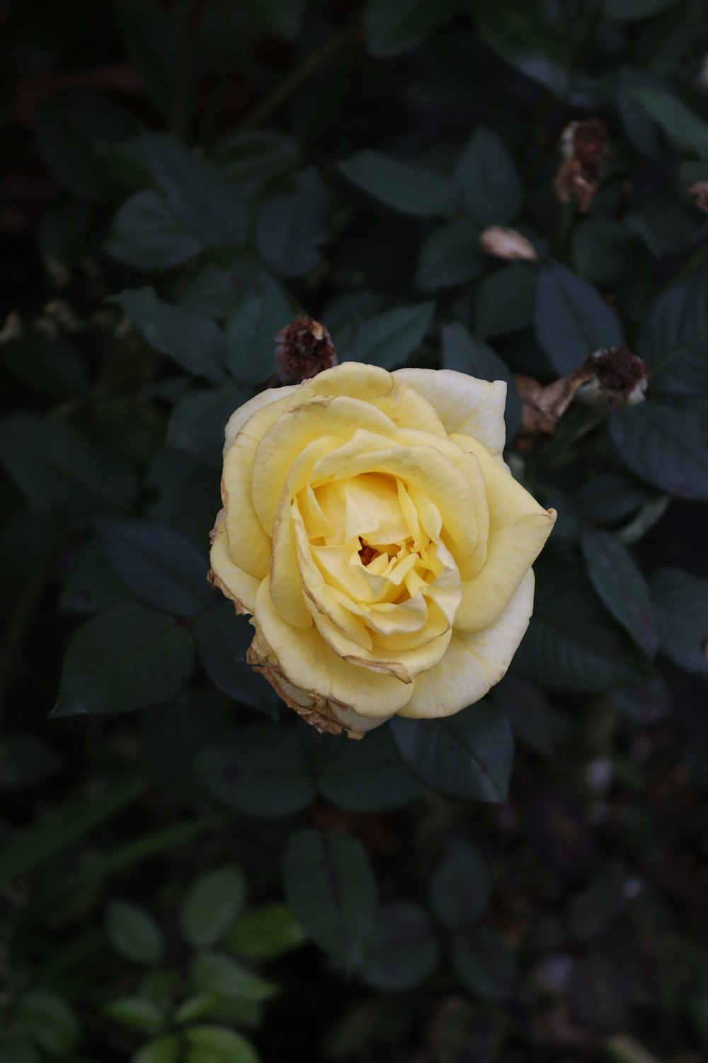 a yellow rose is blooming in a garden