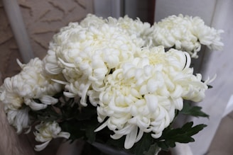 A beautiful bouquet of chrysanthemums on a white background.
