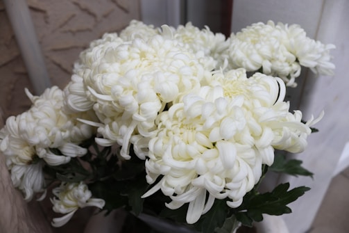 A beautiful bouquet of chrysanthemums on a white background.