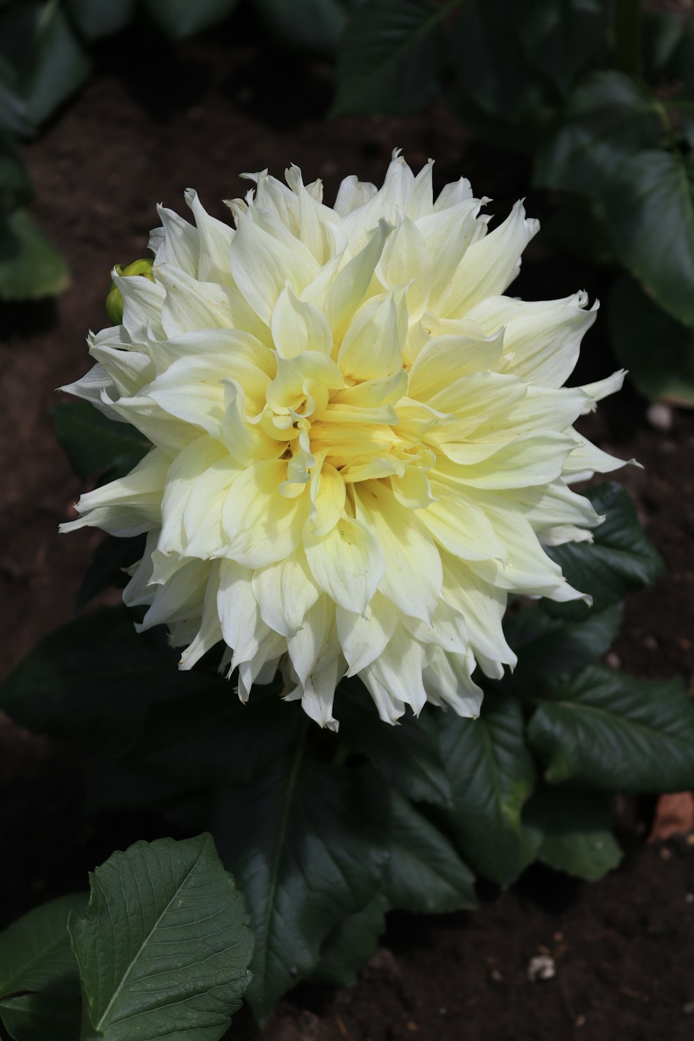 a yellow and white flower in a garden