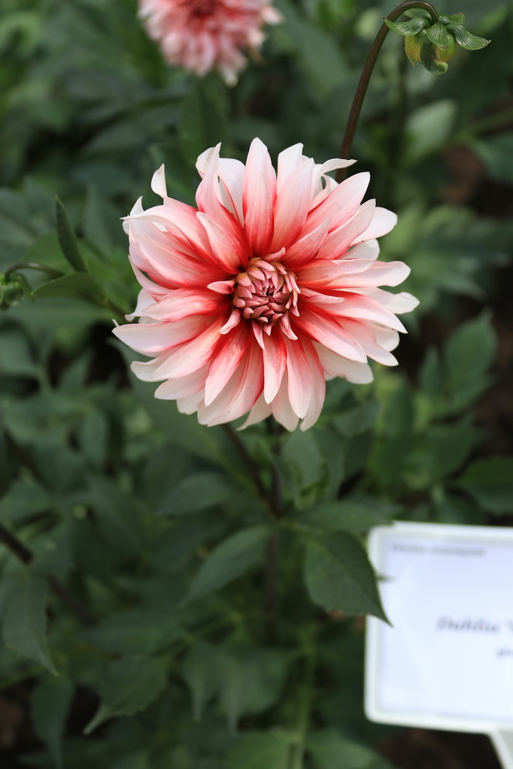 a pink and white flower in a garden