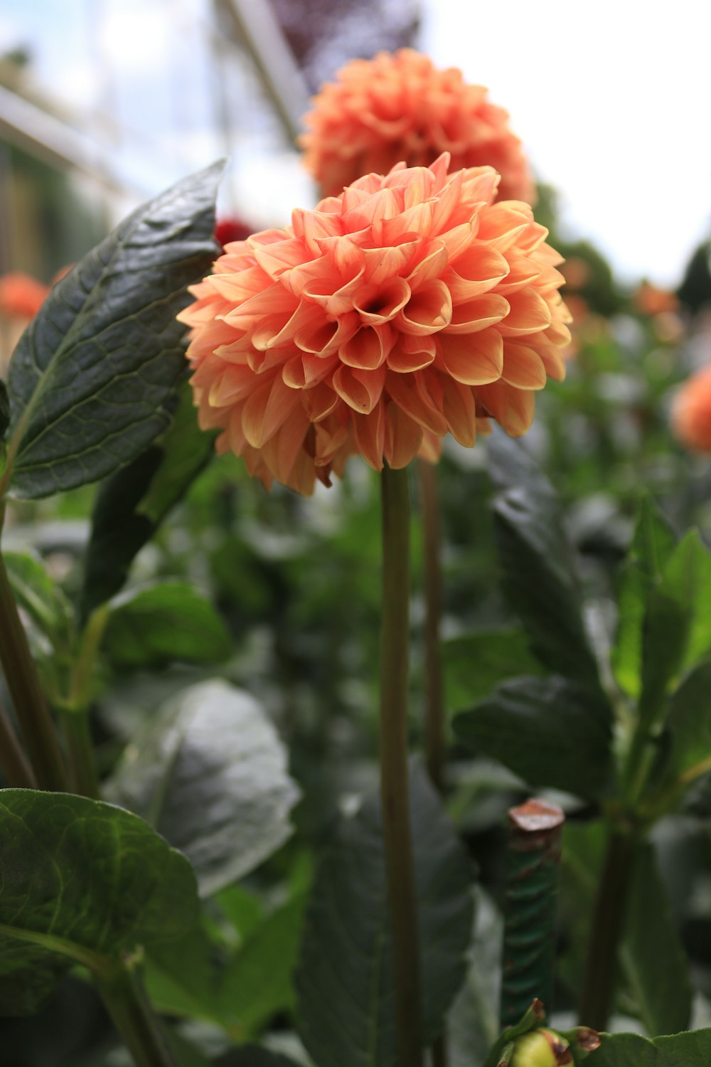 a large orange flower is in a garden