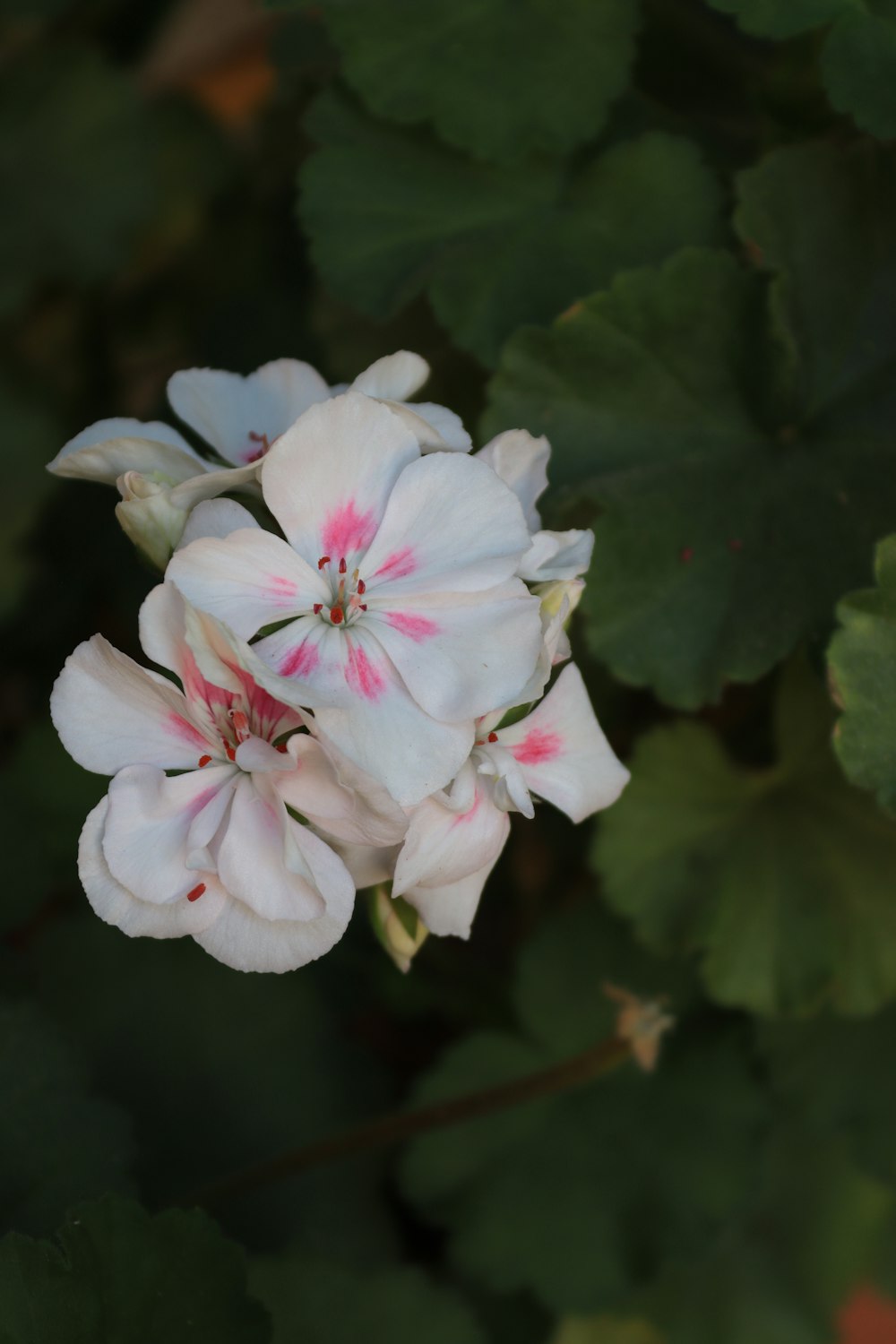 a close up of a white and pink flower