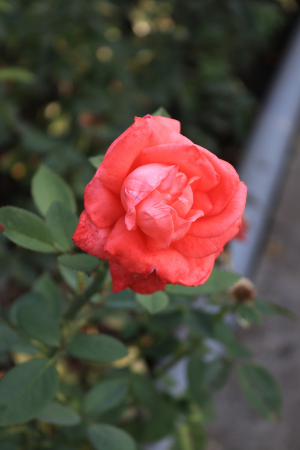 a red rose is blooming in a garden