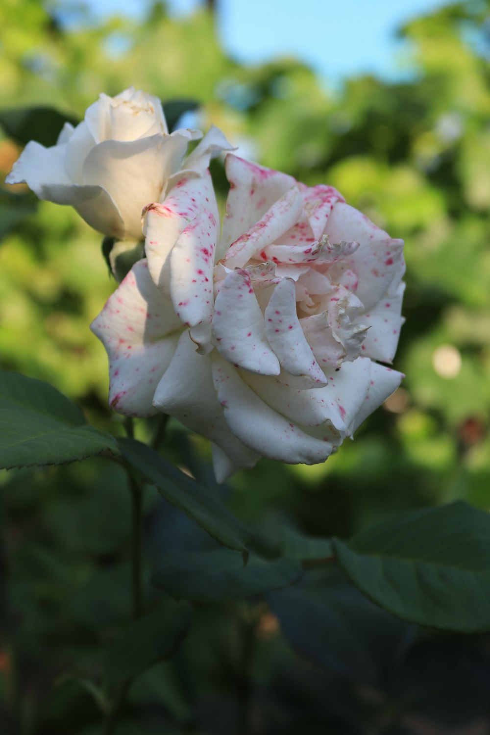 a close up of a white rose with green leaves