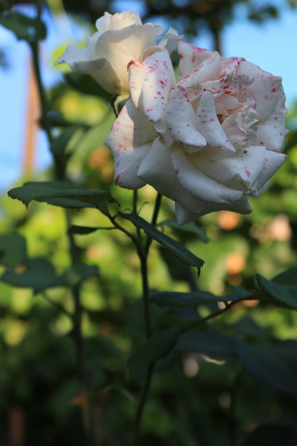 a close up of a white rose with green leaves