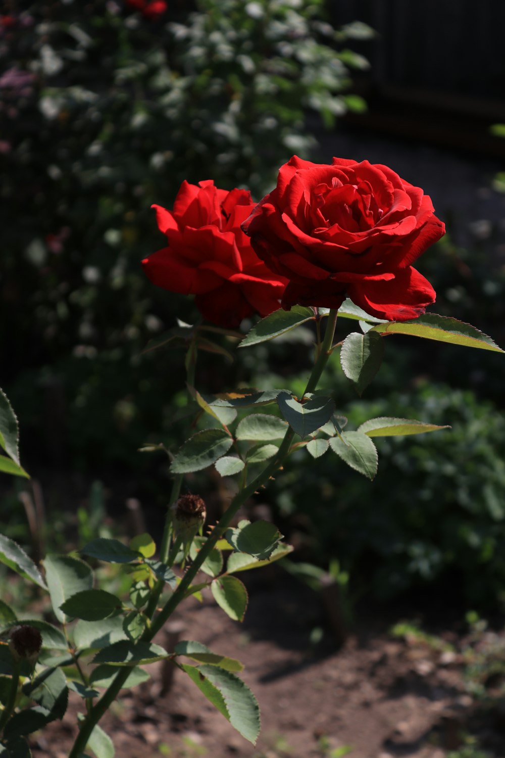 a close up of a red rose in a garden