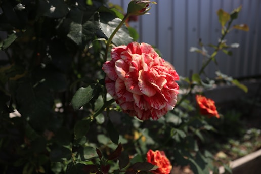 a red and white flower in a garden