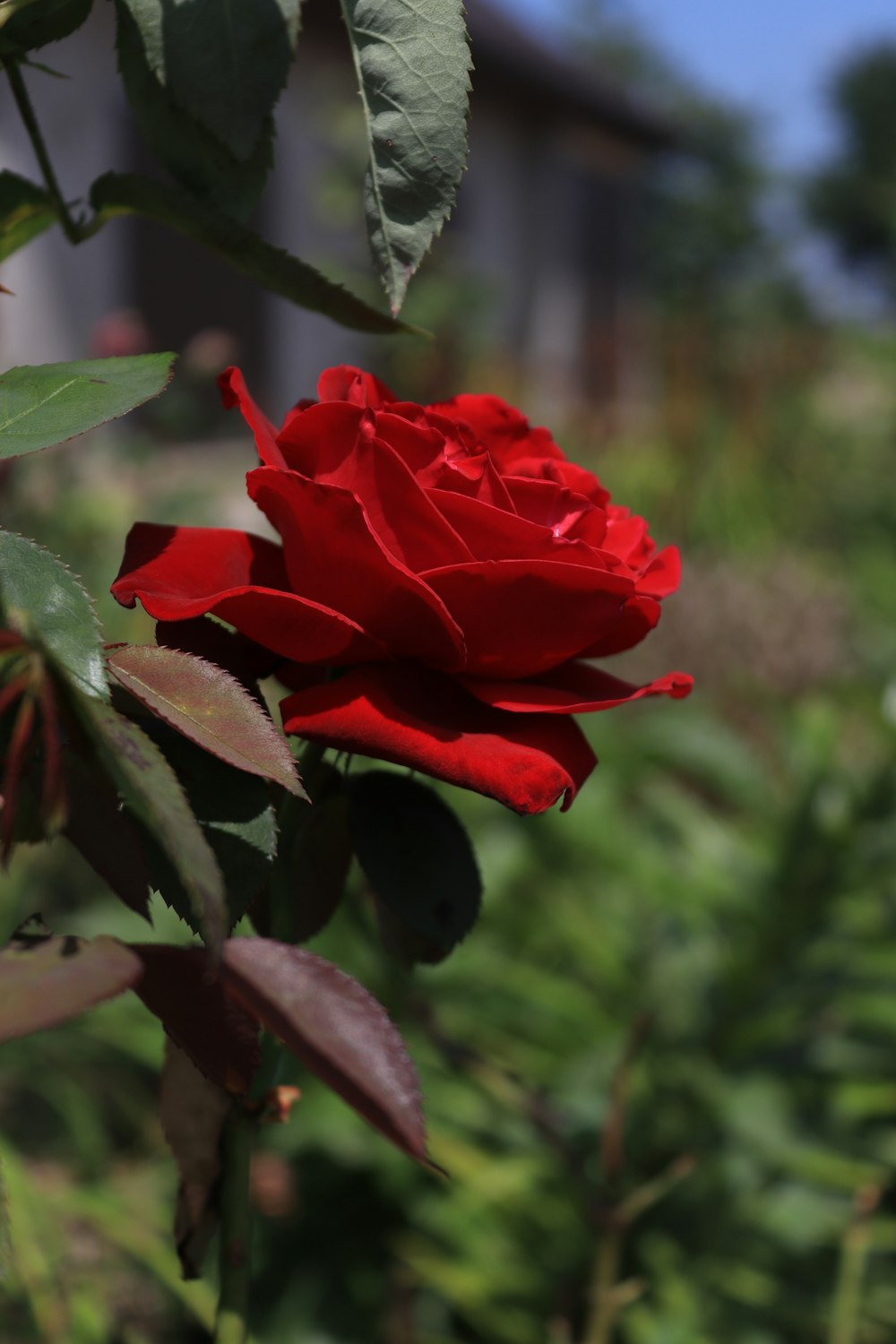 a red rose is blooming in a garden