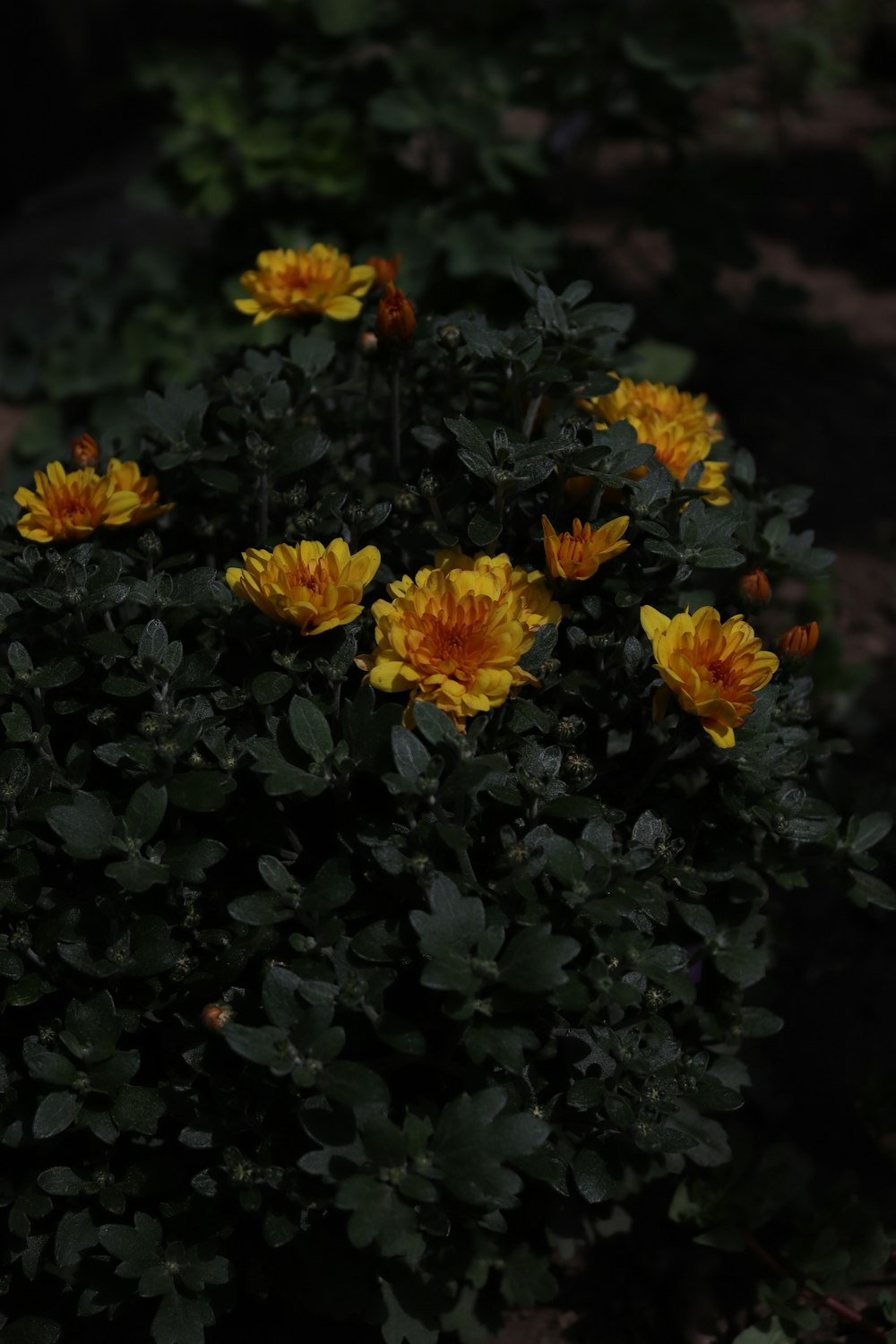 a group of yellow flowers sitting on top of a lush green plant