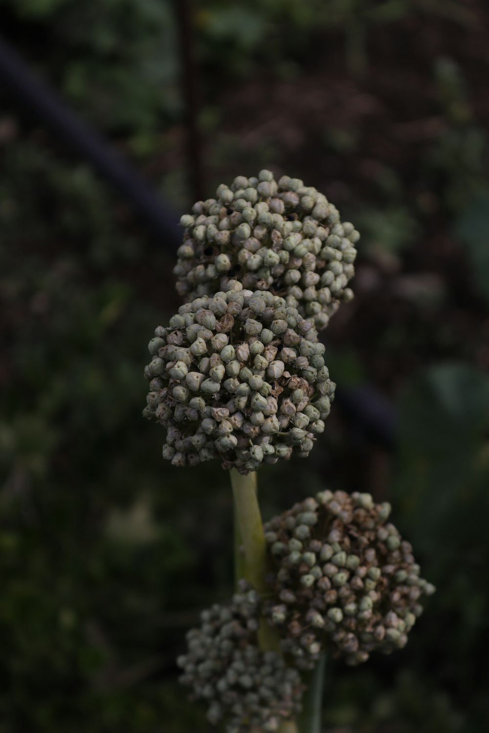 a close up of a plant with small flowers