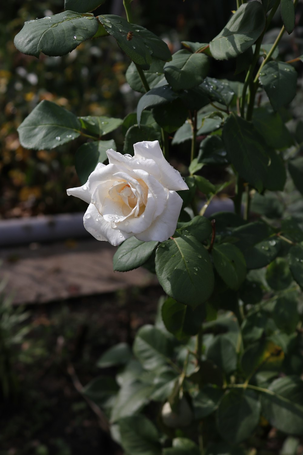 a white rose with green leaves in a garden