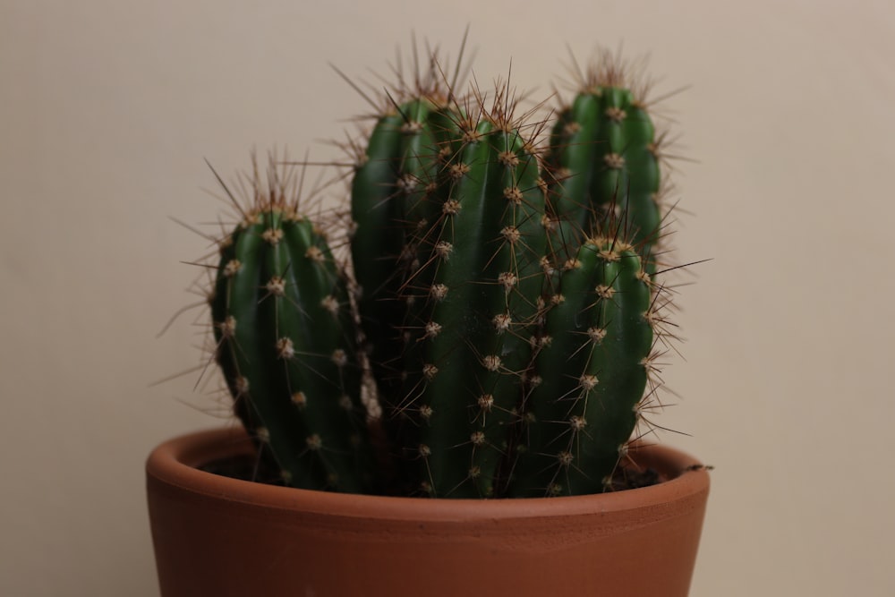 a green cactus in a brown pot on a table