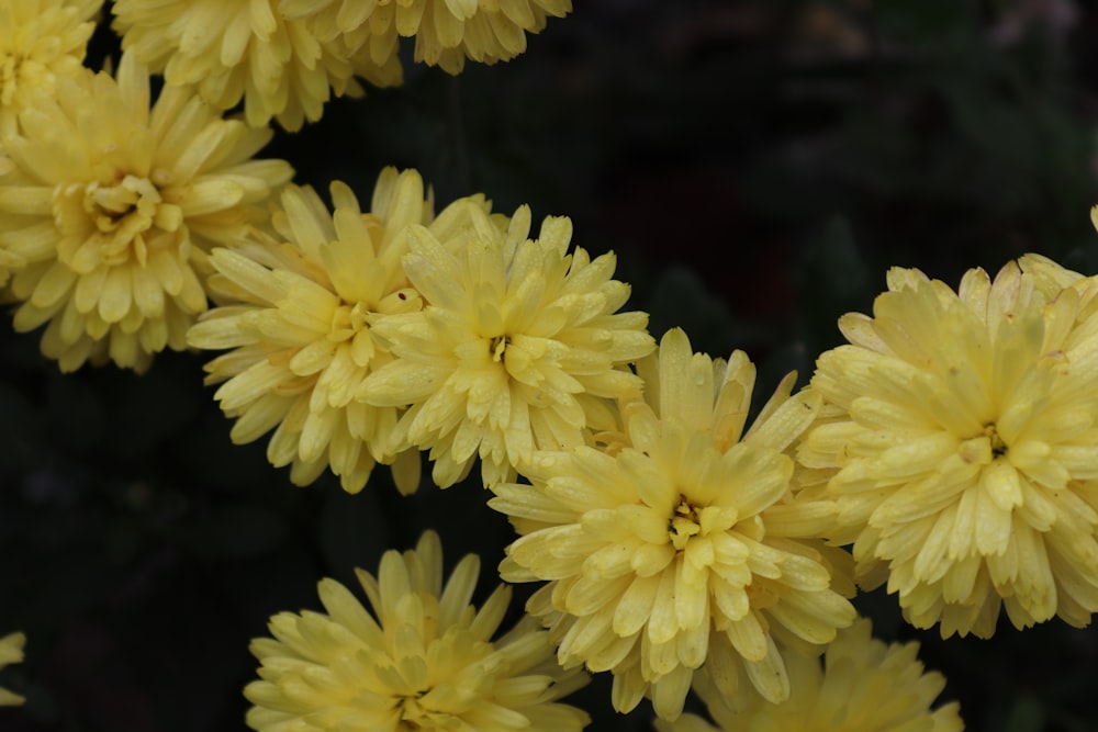 a bunch of yellow flowers that are blooming