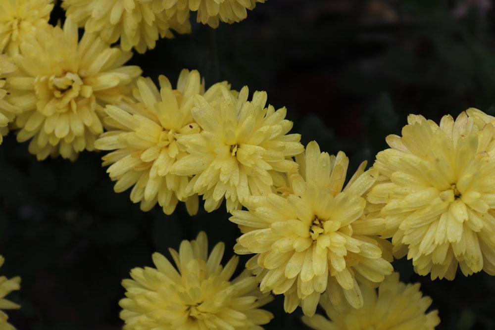 Un primer plano de un ramo de flores amarillas