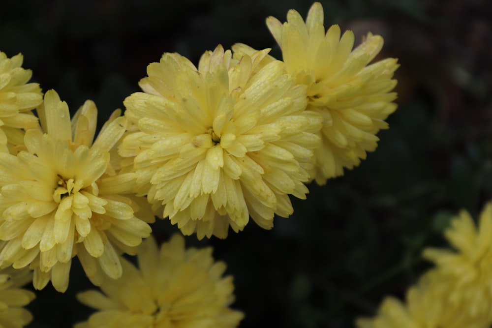 a close up of a bunch of yellow flowers