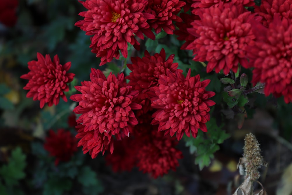 a close up of a bunch of red flowers