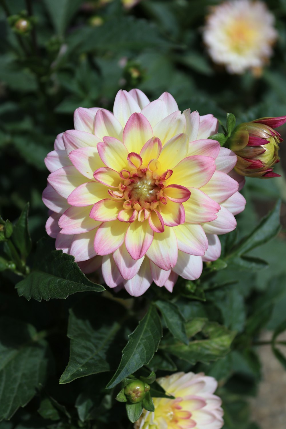 a close up of a pink and yellow flower