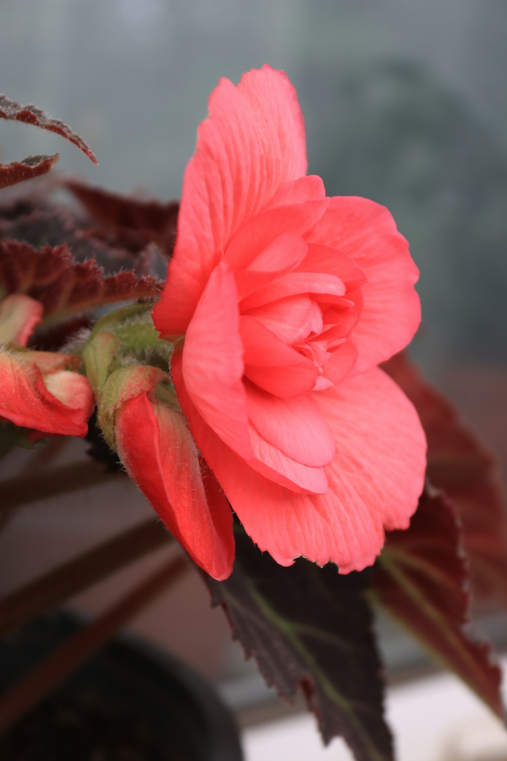 a pink flower sitting on top of a green plant