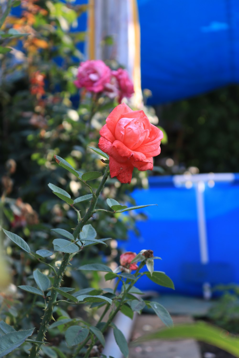 a red rose in a garden next to a blue pool