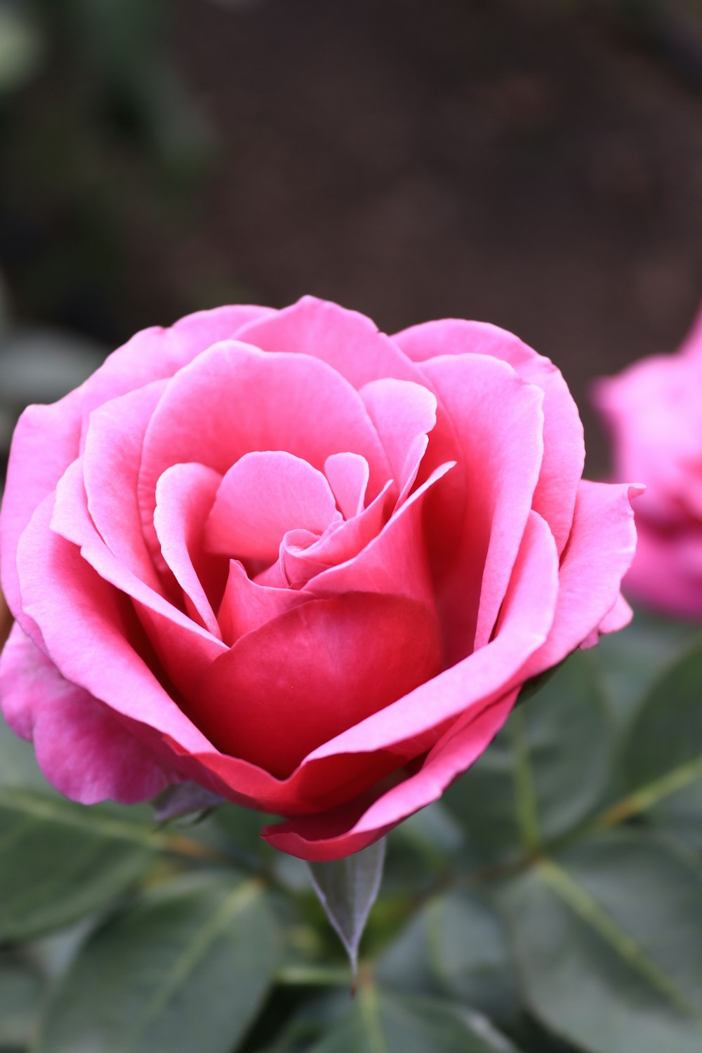 a close up of a pink rose with green leaves