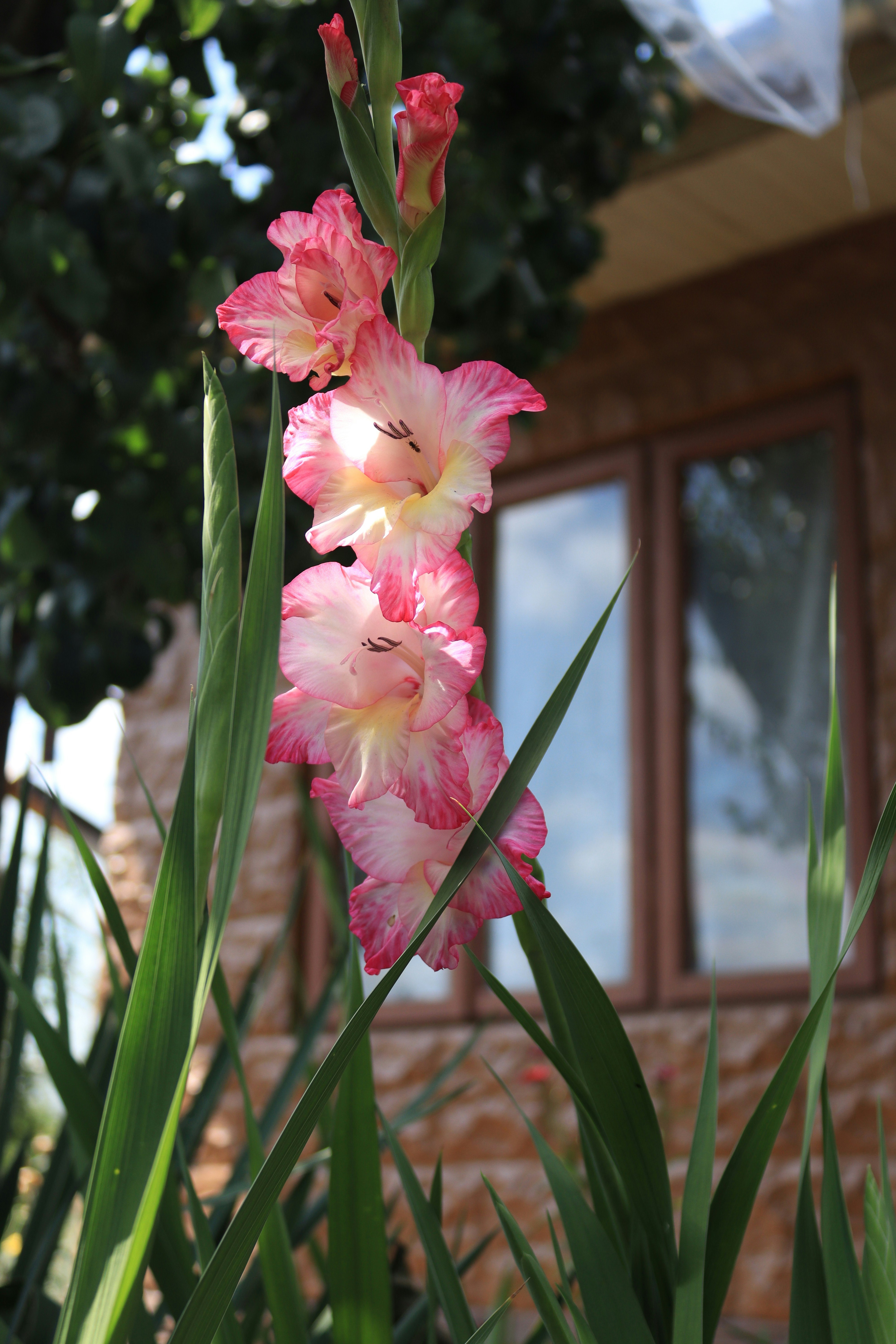 pink and white flowers in front of a house