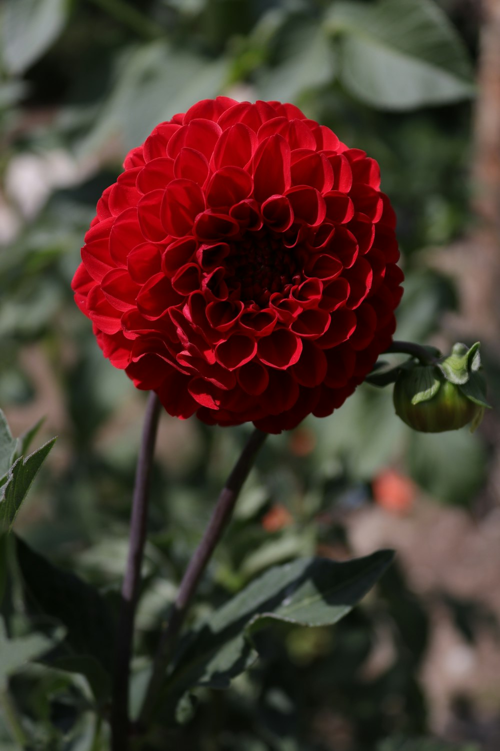 a close up of a red flower in a garden