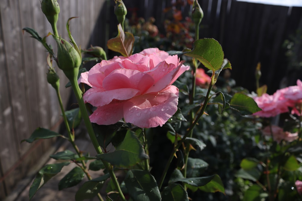 a close up of a pink flower near a fence