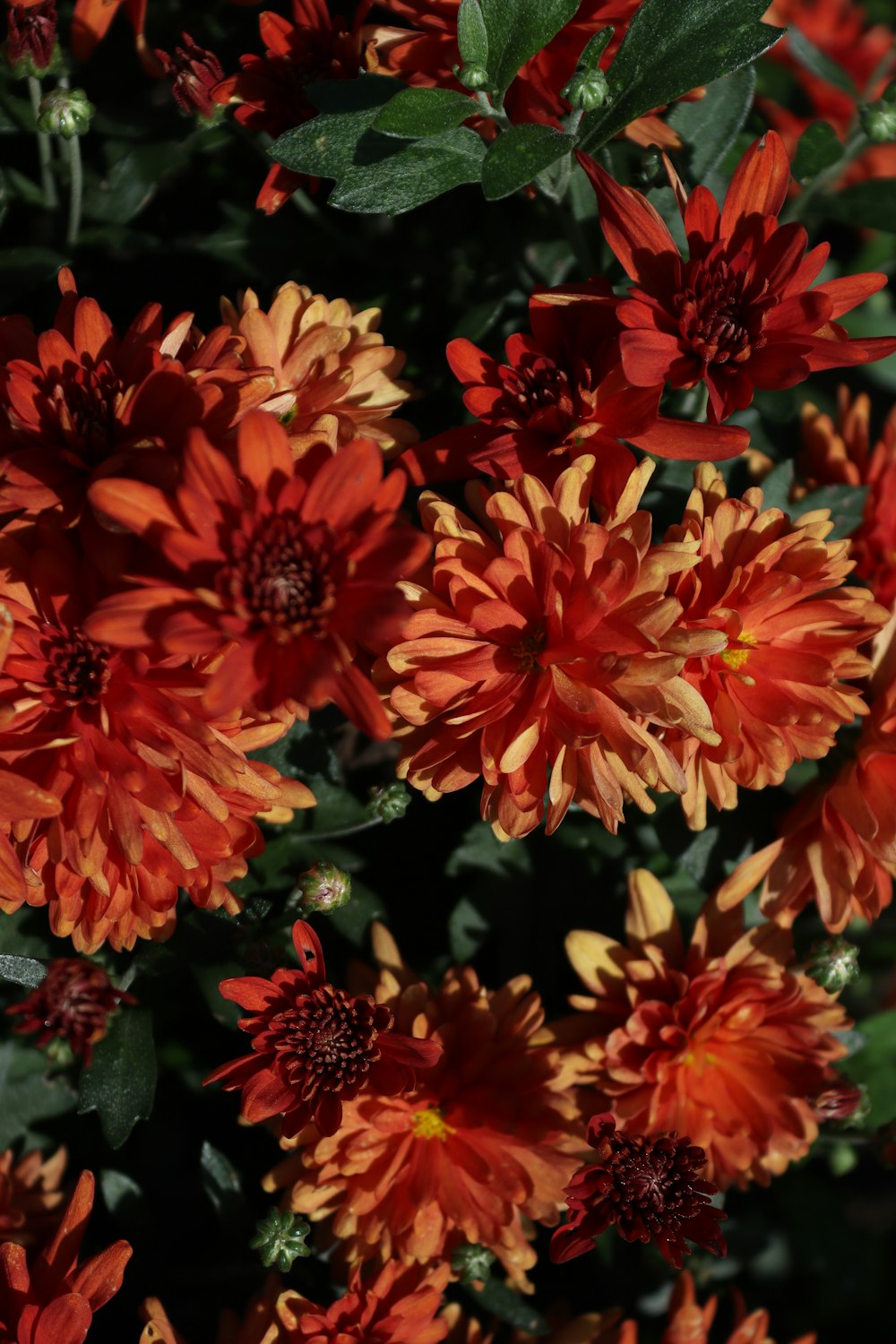 a close up of a bunch of red and yellow flowers