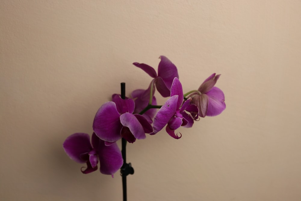 a purple flower on a black stand against a white wall