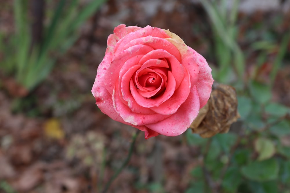 a pink rose with water droplets on it