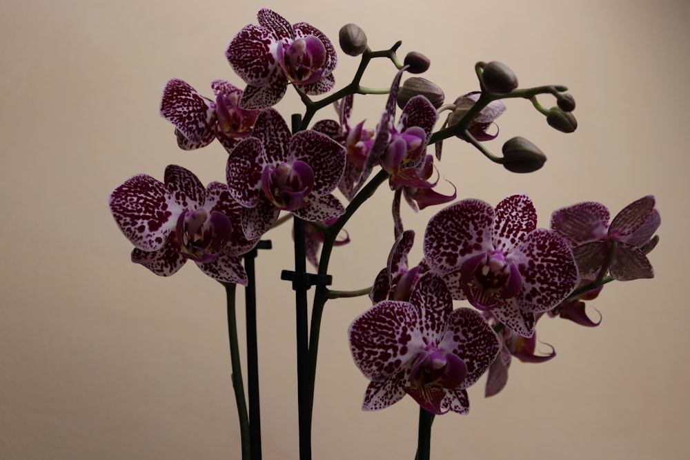 a bunch of purple flowers in a vase