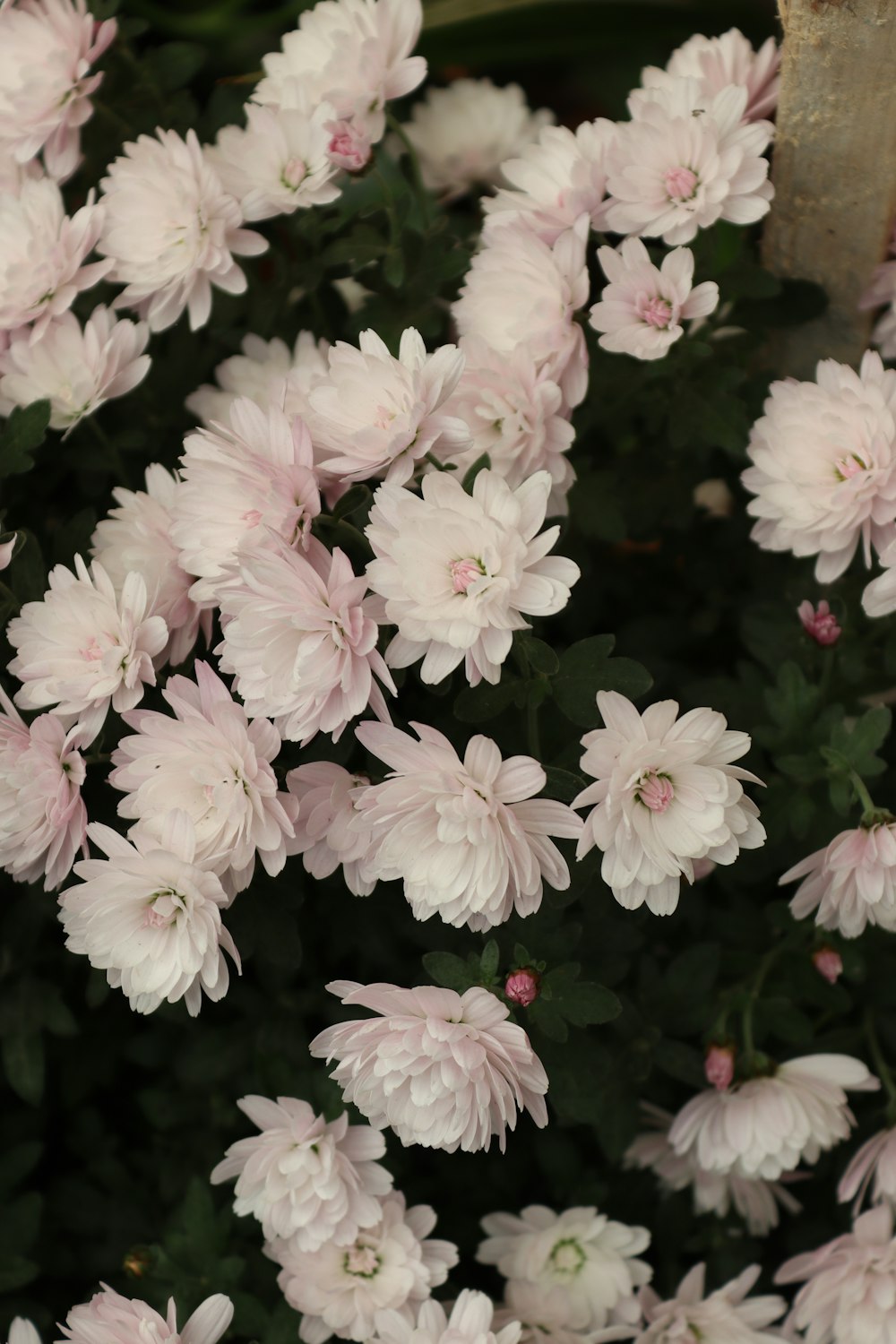 a bunch of pink flowers that are blooming