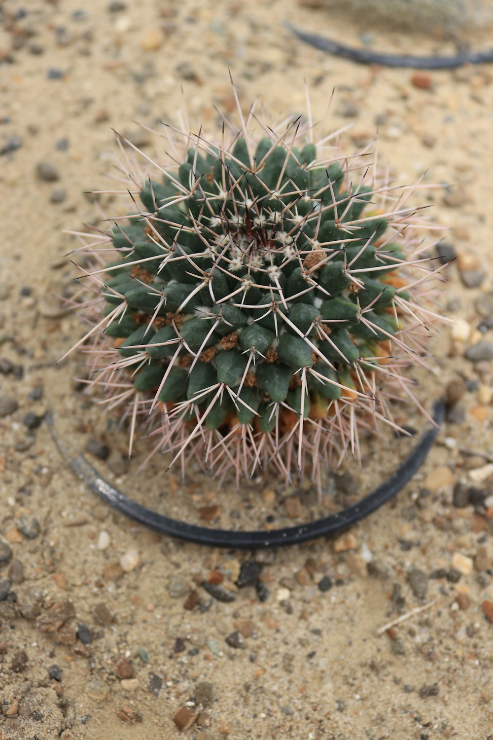 a small cactus in a glass dish on the ground