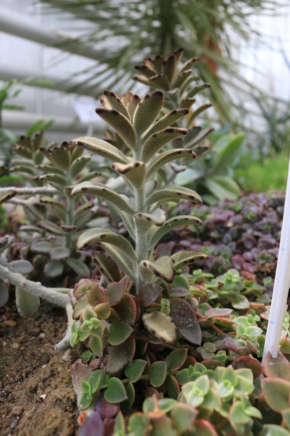 a close up of a plant in a garden