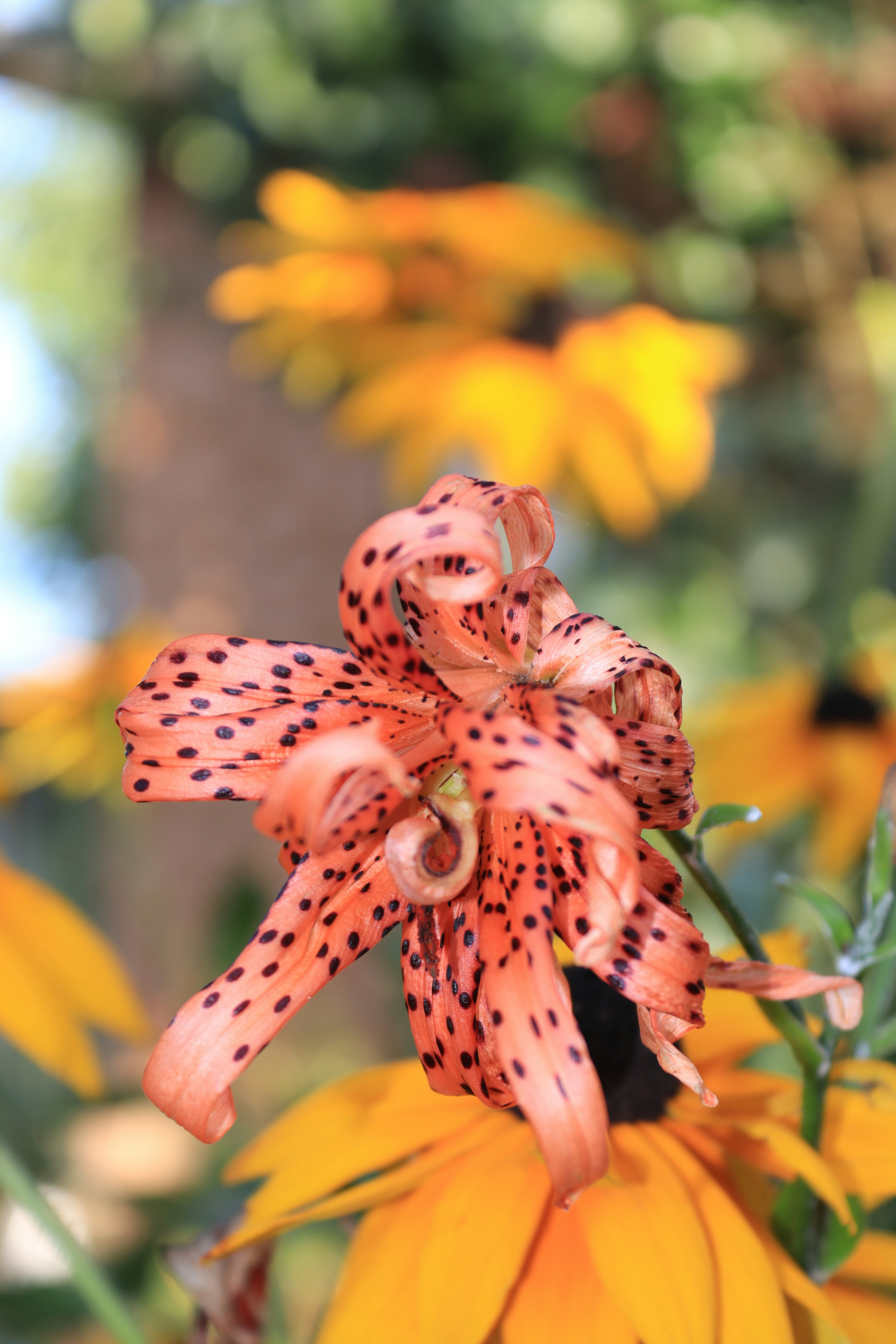 Tiger Lily