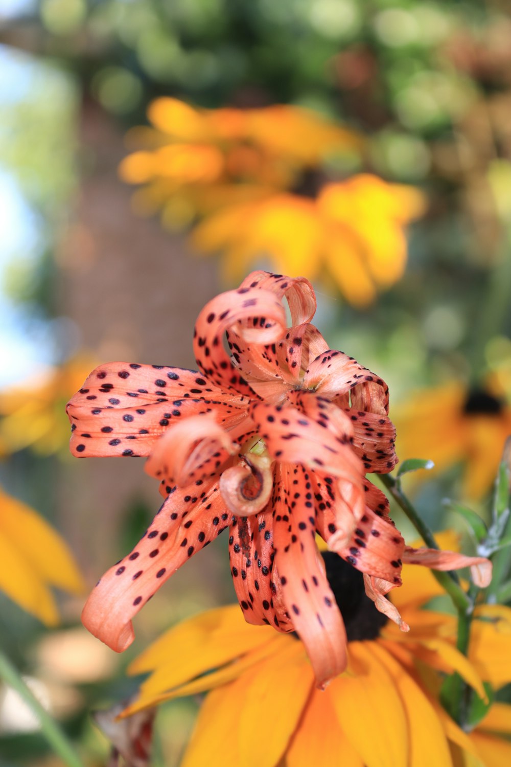 a close up of a flower with yellow flowers in the background