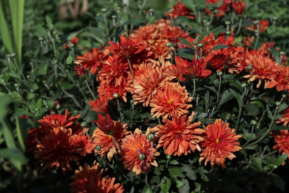 a close up of a bunch of orange flowers